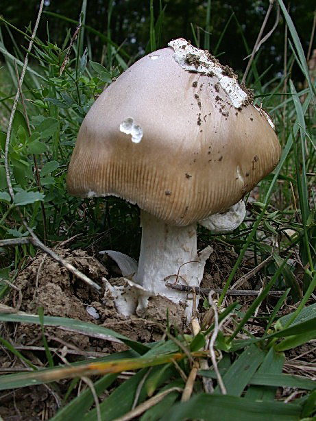 Quale ...Amanita !!!